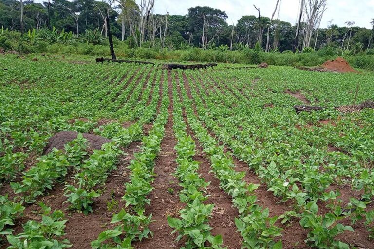 Sustainable Agriculture in DRC Brand New Massey Ferguson Tractors